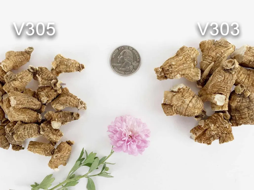 V300s - 5년 프리미엄 부처재배 인삼뿌리