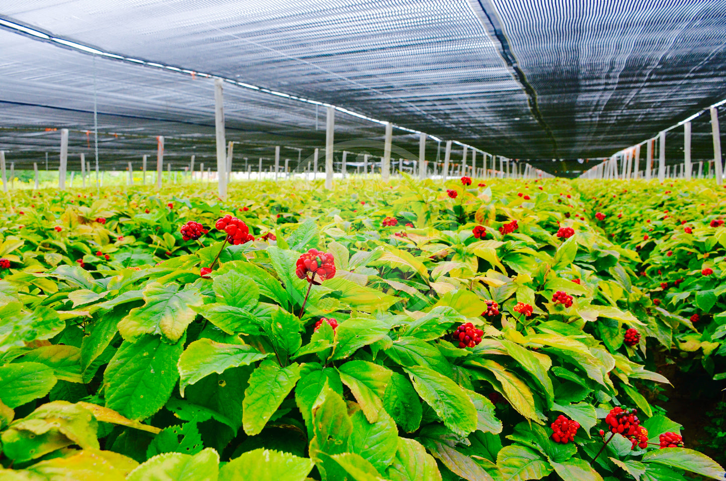 Marathon Ginseng Gardens