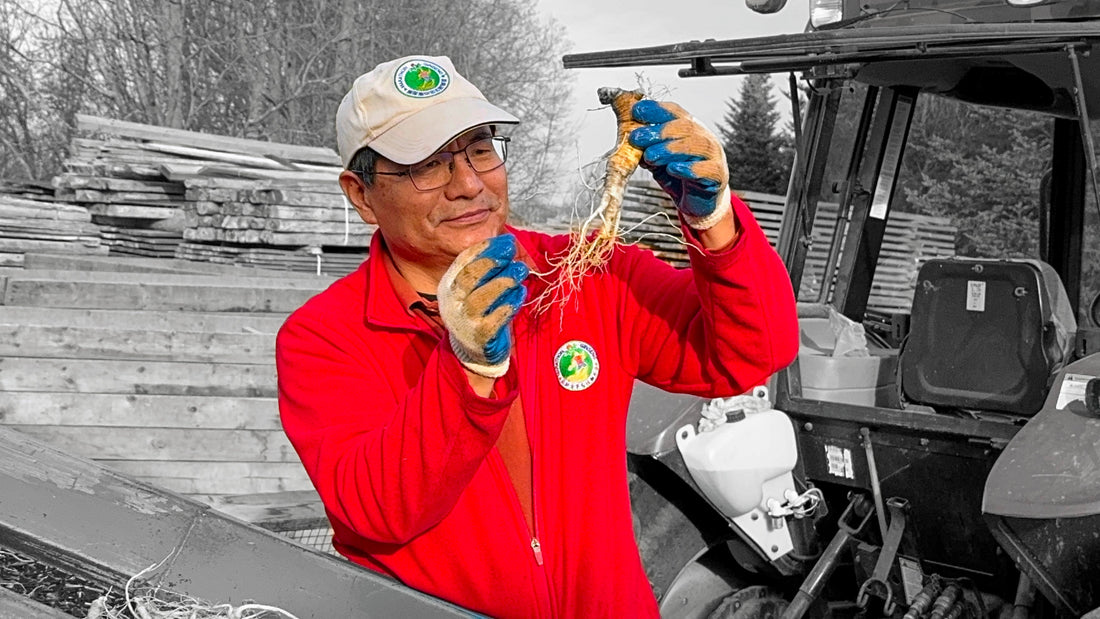 How to Enjoy the Health Benefits of American Ginseng Roots: A Comprehensive Guide