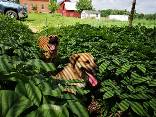 Always Tired? Ginseng Can Help You Fight Fatigue Naturally