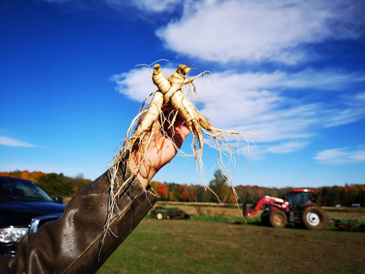 The Ultimate Guide to Wisconsin Ginseng: Health Benefits and Why Quality Matters