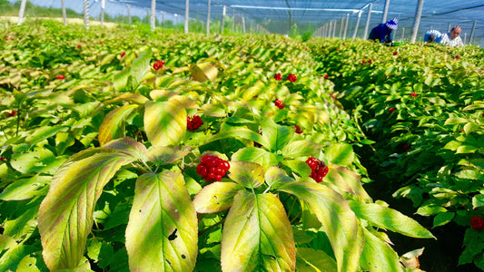 From Seed to Root: The Art and Science of Cultivating 5-Year Ginseng