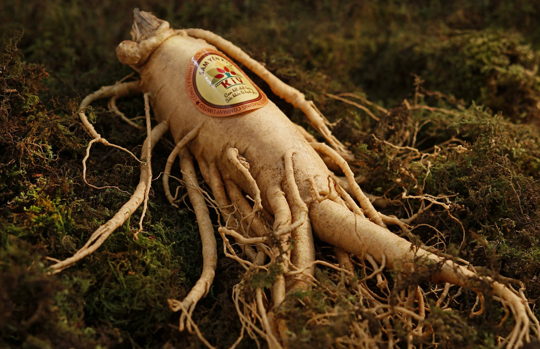 The Ultimate Guide to Wisconsin Ginseng: Health Benefits and Why Quality Matters