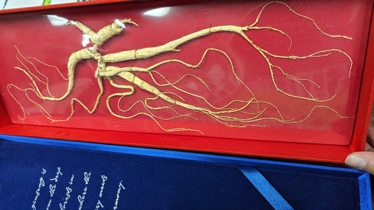 60 years old wild ginseng root