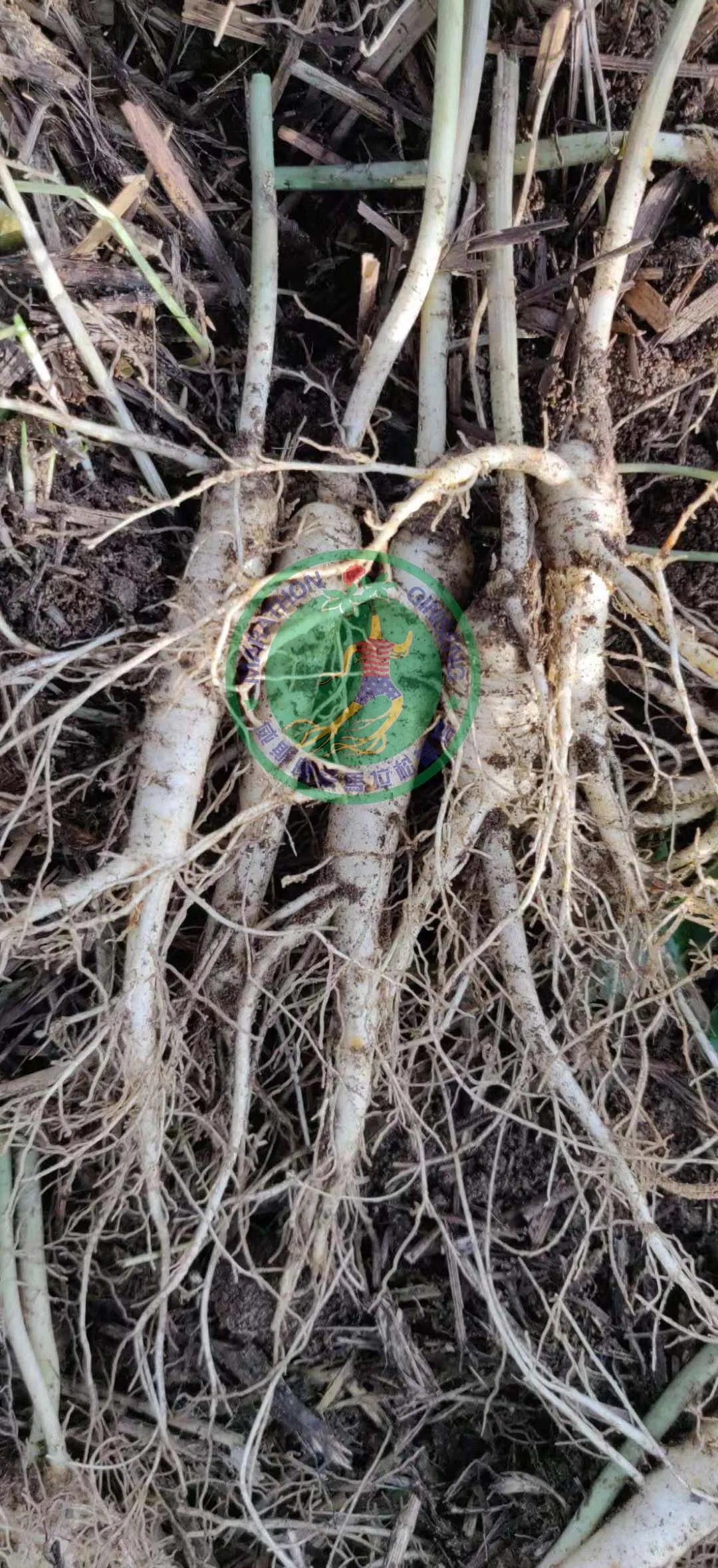 808CN - 3 Yr Cultivated Ginseng Root - 0.5lb - Delivery in China