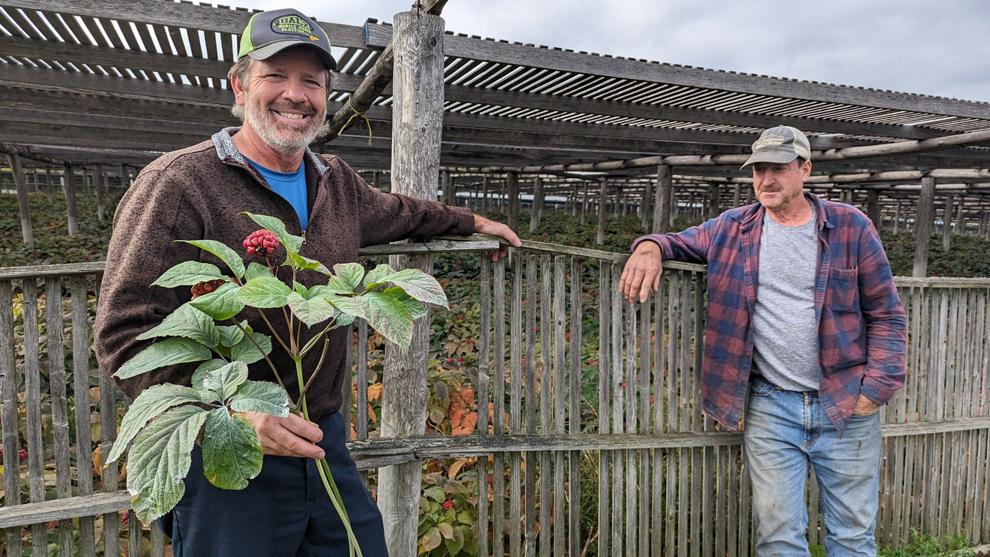 V998 - New Crop! 7 Yr Cultivated Ginseng Gift Box