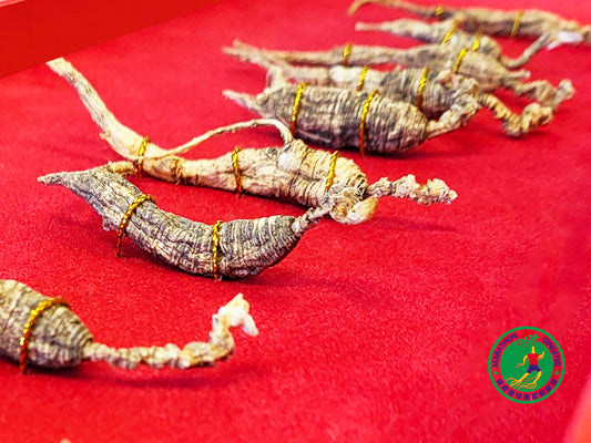 W15 Wild American Ginseng