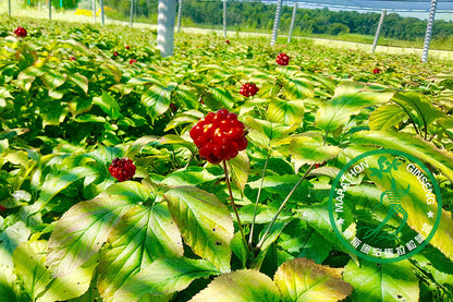 where to buy ginseng seeds for planting 501