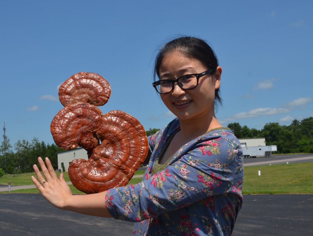 Wisconsin Wild LingZhi Mushroom