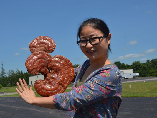 Wisconsin Wild LingZhi Mushroom