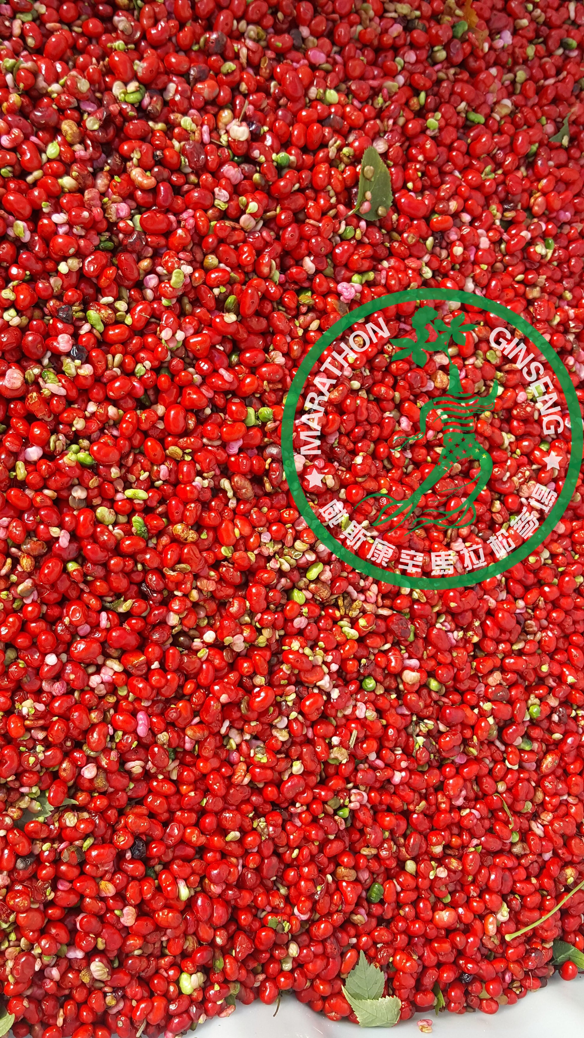 where to buy ginseng seeds for planting 501