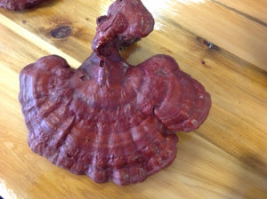 Wild Lingchi Mushroom